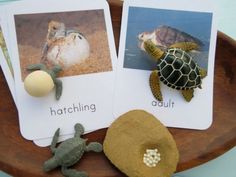 two cards with pictures of sea animals and turtles on them, one has an egg