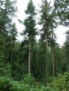 the trees are tall and green in the forest