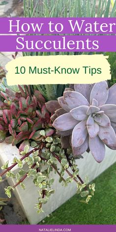 Want to know how to water succulents the right way? Check out these 10 must-know tips for watering indoor and outdoor succulents! Learn how often to water, avoid common mistakes, and discover the best practices to help your plants thrive. Perfect for beginners and anyone looking to master how to grow succulents successfully! Succulent Arrangements Outdoor In Ground, Succulent Arrangements Diy, Outdoor Succulents, Grow Succulents, Succulent Bowls, Propagating Succulents, Growing Succulents