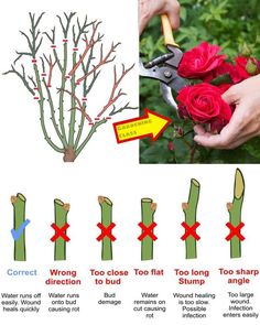 instructions for how to prune roses in the garden