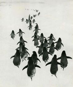 a group of penguins are walking in the snow with their heads turned towards the camera