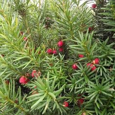 red berries are growing on the branches of pine trees