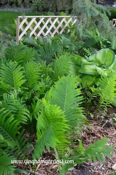 some very pretty green plants in the grass