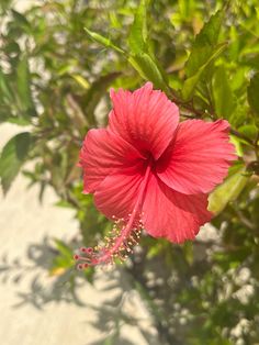 a bright pink flower with green leaves in the background and sunlight shining on it's petals