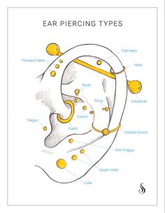 the ear is labeled with different types of ears and their corresponding parts are labeled in yellow