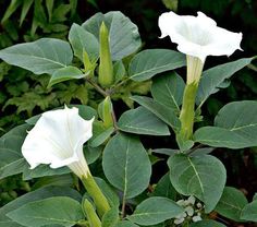 two white flowers with green leaves in the background