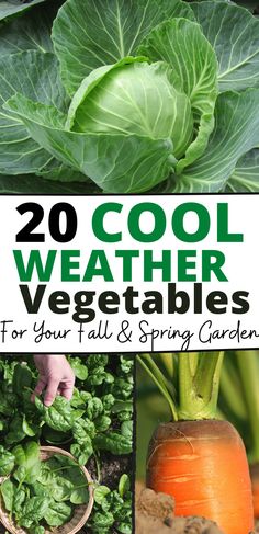 some vegetables that are in the ground and with text overlay saying, 20 cool weather vegetables for your fall and spring garden