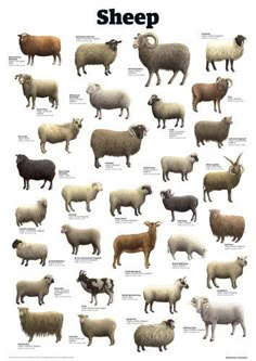 an image of sheep in different colors and sizes