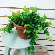 a potted plant sitting on top of a small table