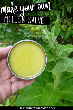 Use mullein flowers and leaves to make these helpful salves! Herbs For Hives, Plantain Salve Recipe How To Make, How To Use Wormwood, Herbs For Dry Skin, How To Make Mullein Tincture, Mullen Salve, Mullein Salve Recipe, Mullein Root Tincture, Mullen Tincture