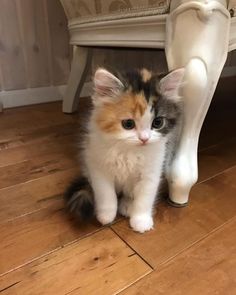 a kitten sitting under a white chair on the floor next to a wooden flooring