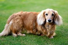 a brown and white dog standing on top of a lush green field