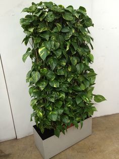 a tall potted plant with green leaves