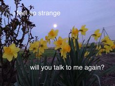 yellow flowers with the words hello, strange will you talk to me again?