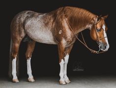 a brown and white horse standing on top of a cement floor next to a black background