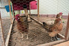 two chickens in a chicken coop looking at each other