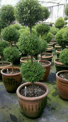 there are many potted trees in the garden