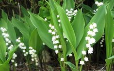 some white flowers are growing out of the ground