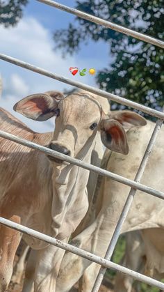 two cows standing behind a metal fence looking at the camera