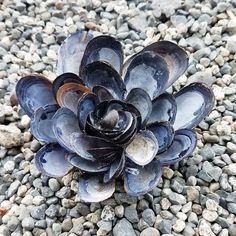 a plant that is sitting on some rocks