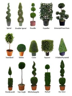 various types of trees and shrubs in pots on a white background with the words topiary written below