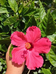 a pink flower is being held by someone's hand