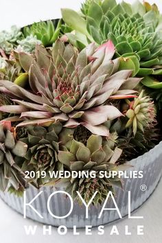 a bunch of succulents are in a metal bowl with the words koval wholesale on it