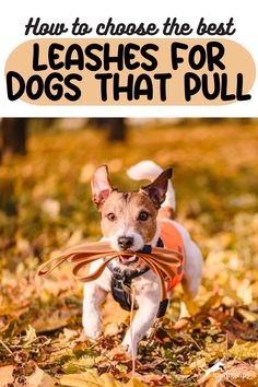 How to Choose the Best Leashes for Dogs that Pull Dog Water Bottle, Train Your Dog, Mini Dogs