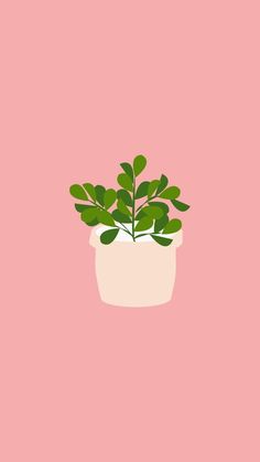 a potted plant on a pink background