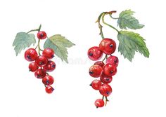 watercolor painting of red berries with green leaves on white background royalty image - illustration