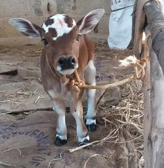 a baby cow tied up to a rope