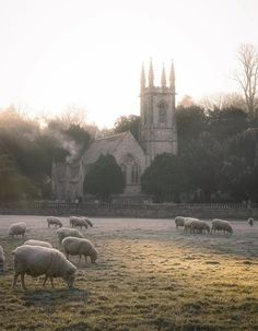 a herd of sheep grazing on top of a grass covered field next to a church