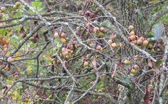 the fruit is growing on the tree in the forest