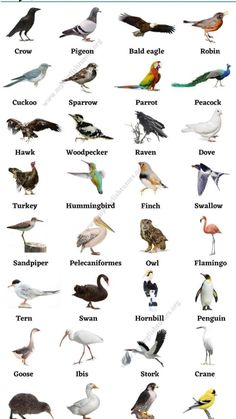 birds that are all different colors and names on the same page in this chart, you can