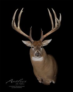 a white tailed deer with large antlers on it's head