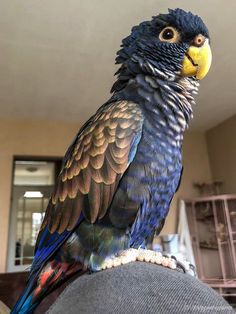 a blue and yellow bird sitting on top of someone's arm in a living room