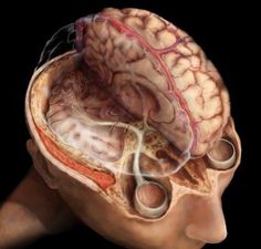 an image of the inside of a person's head and its brain, with blood vessels running through it