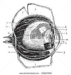 the external view of an eye, vintage line drawing or engraving