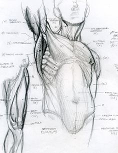 a drawing of the torso and arm muscles