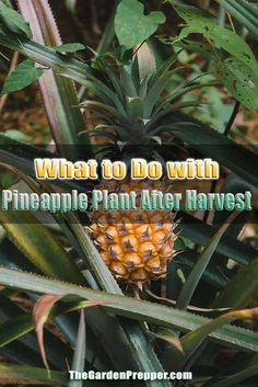 a pineapple plant with the words what to do with pineapple plant after harvest