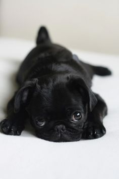 I want B to get this for me! Anjing Pug, Black Pug Puppies, Baby Pugs, Puppy Dog Eyes, Zoella, Dog Eyes, Cute Pugs, Springer Spaniel, Pug Love