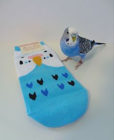 a small bird standing next to a blue sock