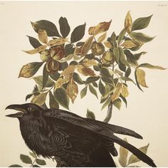 a black bird sitting on top of a tree branch next to leaves and fruit blossoms