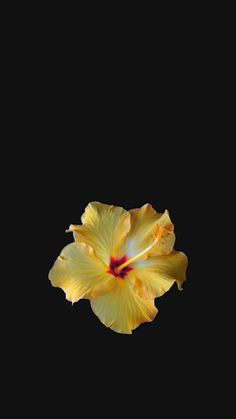 a yellow flower is in the dark