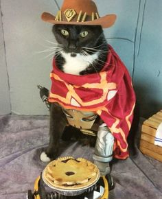 a black and white cat wearing a costume next to a pie