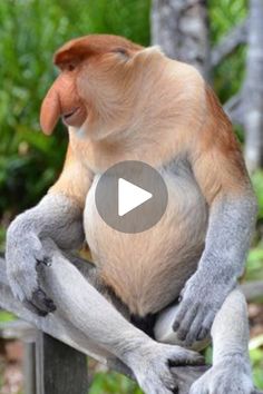 a monkey sitting on top of a wooden fence