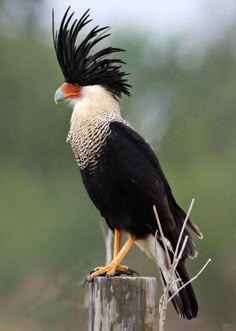 a black and white bird sitting on top of a wooden post