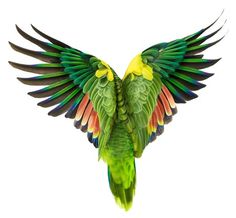 a green and yellow bird with its wings spread out in front of it's head