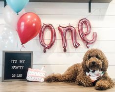 a brown dog laying on top of a wooden floor next to balloons and a sign