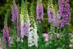 purple and white flowers blooming in a garden